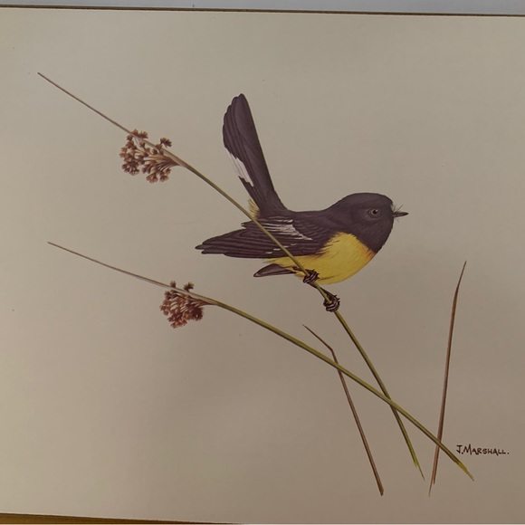 Vintage placemats by Milhurst New Zealand fine art Native Bird Series x 6 - Picture 5 of 14